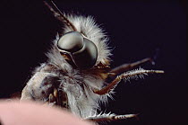 Owl Fly (Ascalaphidae) detail showing unusual double eyes, Barro Colorado Island, Panama