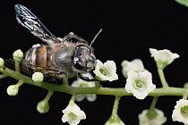 Honey Bee (Apis mellifera) collecting nectar, Sinharaja Forest Reserve, Sri Lanka
