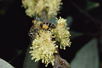 Honey Bee (Apis mellifera) collecting nectar from the flowers of a wild Cinnamon tree (Neolitsea cassia) note full pollen baskets, Sinharaja Forest Reserve, Sri Lanka