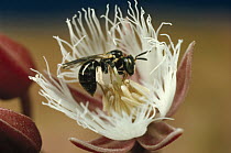 Bakani (Elaeocarpus sp) flower pollinated by stingless bee, Sinharaja Biosphere Reserve, Sri Lanka