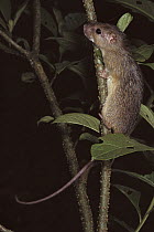 Neotropical Spiny Rat (Echimyidae), near Manaus Brazil