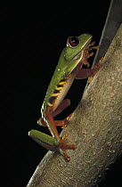 Costa Rica Brook Frog (Duellmanohyla uranochroa) climbing tree, Panama