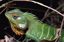 Lizard portrait, Sinharaja Biosphere Reserve, Sri Lanka