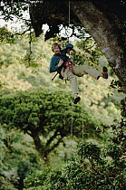 Photographer Dr Mark Moffett in rainforest tree, Monteverde, Costa Rica photo by John Longino