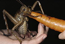 Giant Weta (Deinacrida heteracantha) female being fed a carrot by researcher Mike Meades, Little Barrier Island, New Zealand