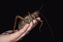 Giant Weta (Deinacrida heteracantha) female held by researcher Mike Meades, this largest Weta species is found only on Little Barrier Island, New Zealand Weta in hand, New Zealand