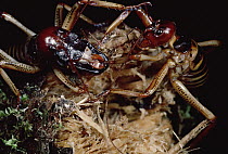 Tree Weta (Hemideina crassicruris) male with larger head and female at opening to nest, New Zealand