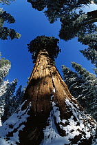 Giant Sequoia (Sequoiadendron giganteum) called 'General Sherman' is the biggest tree in the world by volume, and is 838 meters high, Sequoia National Park, California