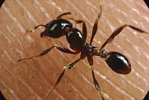Marauder Ant (Pheidologeton diversus) worker attacking human finger, India