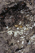 Marauder Ant (Pheidologeton diversus) nest chamber showing brood, prey and large replete workers, Borneo
