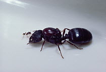 Marauder Ant (Pheidologeton silenus) queen next to minor worker, Malaysia