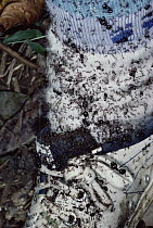 Marauder Ant (Pheidologeton diversus) swarm attacking photographer Mark Moffett's legs, Malaysia