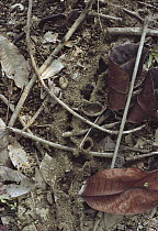 Marauder Ant (Pheidologeton diversus) trunk trail with soil sides and partial soil cover, extending through the leaf litter in Johor, Malaysia
