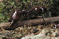 Marauder Ant (Pheidologeton diversus), major worker cutting twig impeding trail, Borneo
