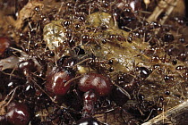Marauder Ant (Pheidologeton diversus) minor workers pin down a frog while major workers deal the death blows, India