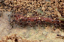 Marauder Ant (Pheidologeton diversus) group carrying earthworm back to nest, with two minor workers riding on prey as guards, Malaysia