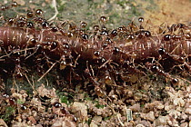 Marauder Ant (Pheidologeton diversus) swarm carrying earthworm back to nest, Malaysia
