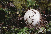Marauder Ant (Pheidologeton diversus) group carrying lizard egg back to nest, Malaysia