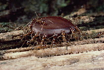 Marauder Ant (Pheidologeton diversus) group carrying seed to nest, India