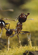 Marauder Ant (Pheidologeton diversus) rearing up with open jaws in threat posture, guarding the trunk trail, southern India