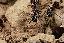 Marauder Ant (Pheidologeton diversus) pair defending the trunk trail from intruding Army Ant (Leptogenys sp) pair, India