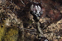Marauder Ant (Pheidologeton diversus), major worker killing an intruder who tried to get through the trunk trail, Malaysia