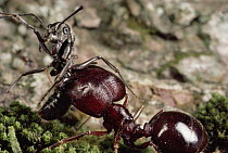 Marauder Ant (Pheidologeton diversus) carries off the body of an intruder Ant (Diacamma sp) who tried to get through the trunk trail, Malaysia