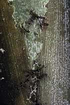 Marauder Ant (Pheidologoten diversus) group chewing on a bamboo shoot, India