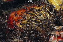 Marauder Ant (Pheidologoten diversus) group harvesting the coat of a palm tree nut, India