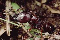Marauder Ant (Pheidologeton diversus) portrait of major worker carrying minor workers on its back, Malaysia