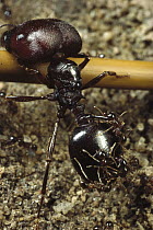 Marauder Ant (Pheidologeton diversus) portrait of major worker carrying minor workers on its back