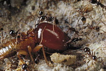 Marauder Ant (Pheidologeton diversus) minor workers attacking termite soldier at front lines of a raid, Borneo
