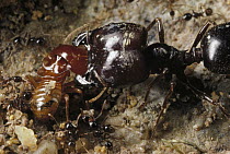Marauder Ant (Pheidologeton diversus) major worker crushing termite soldier that little minor workers are pinning down, Borneo