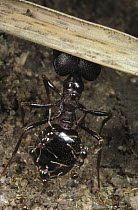 Marauder Ant (Pheidologeton diversus), major worker lifting twig from trail with head, Borneo