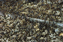 Marauder Ant (Pheidologeton diversus), minor workers of two colonies fighting, Borneo
