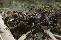 Marauder Ant (Pheidologeton diversus), major worker carrying many minor workers, Borneo