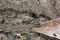 Marauder Ant (Pheidologeton diversus) trail with soil walls, Borneo