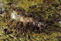 Marauder Ant (Pheidologeton diversus) minor workers carrying snail, Singapore