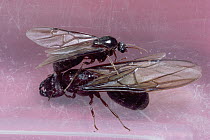 Marauder Ant (Pheidologeton diversus) male (on top) mating with winged virgin queen males mate and then die, they do not serve any other purpose to the colony
