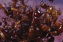 Safari Ant (Dorylus laevigatus) workers moving in a dense mass, Malaysia