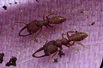 Ant (Mystrium sp) pair, blind, subterranean species with mandibles bend together to touch at their tips, Borneo, Malaysia