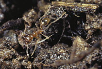 Ant (Lophomyrmex sp) carrying back springtail prey, Borneo