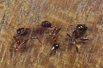 Ant (Pheidole sp) group killed by Ants (Lophomyrmex sp), which cut them apart with fine-toothed saw manibles, Borneo