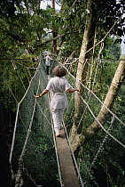 Tourists in rainforest walkway at Pouring Hot Springs near M. Kinabalu, Sabah, Borneo