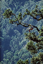 Rainforest researcher Pierre Berner studies tree growth, Rio Macho Forest Reserve, Costa Rica