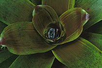 Bromeliad (Guzmania sp) leaves holding a pool of water, Columbia