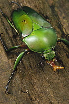 June Beetle (Diphucephala sp) portrait, Reserve De Campo, Cameroon