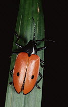 Leaf Beetle (Eumolpus sp) portrait, Amazonia, Peru