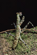 Praying Mantis, Amazonian Peru