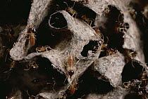 Nasute Termite (Nasutitermes sp) nest reveals soldiers with dart-gun heads, Amazonian Peru